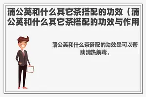 蒲公英和什么其它茶搭配的功效（蒲公英和什么其它茶搭配的功效与作用）