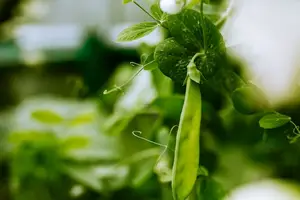 吃对食物，祛除子宫肌瘤