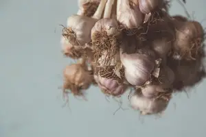好吃又健康!大蒜发芽了也能当美食! 好吃又健康!大蒜发芽了也能当美食!