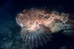 健康美味,滋补无比!探秘鱼肚的营养奥秘 健康美味,滋补无比!探秘鱼肚的营养奥秘