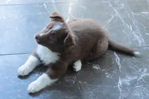 宝宝智慧成长，孕妇补DHA必备！