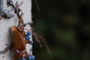 孕期零食必备！孕妈咪们可放心享用薯片啦！