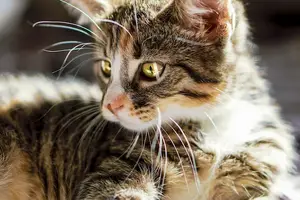 告别痒痒 宝宝皮肤舒适从脂溢性皮炎开始