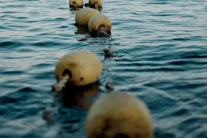 挖掘河蚌的健康黑科技,解锁长寿秘诀 挖掘河蚌的健康黑科技,解锁长寿秘诀