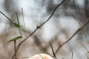 揭秘熊猫血型，探寻身体独特之处