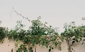 《蔓绦缠身,丝丝入扣》 《蔓绦缠身,丝丝入扣》