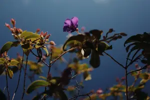 艾叶泡脚，祛湿养生必备！