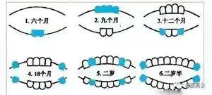 婴儿长牙时间表和顺序？ 小孩长牙顺序？