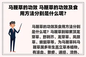 马鞭草的功效 马鞭草的功效及食用方法分别是什么呢？