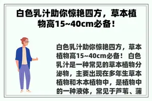 白色乳汁助你惊艳四方，草本植物高15~40cm必备！