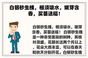 白银砂生槐，根须吸水，嫩芽含香，买苗送福！