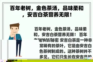 百年老树，金色茶汤，品味柔和，安吉白茶营养无限！