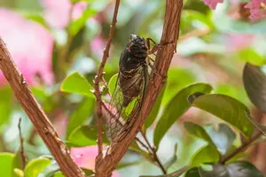 【焕新自我】蝉蜕，肌肤重生之美！