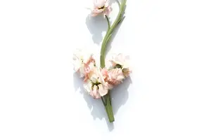 【健康美容】山竹：皮肤养护好帮手