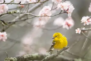 一年四季榴莲香，当令时节，尝最美味！