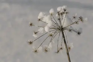 中药治失眠，一夜好眠不是梦！