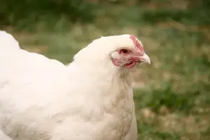 「饮食调理，缓解带状疱疹」