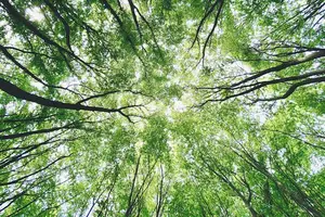 一掌握,鲜香无比!鸡蛋放冰箱必洗技巧 一掌握,鲜香无比!鸡蛋放冰箱必洗技巧
