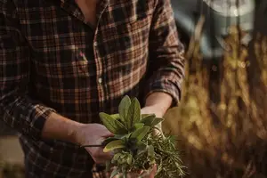 上清黄连,排毒通畅,愈合身心 上清黄连,排毒通畅,愈合身心