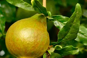 一天一苹果,健康好口感 一天一苹果,健康好口感