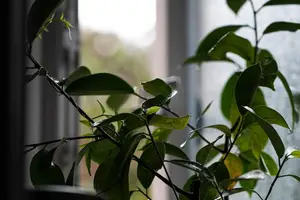 「西洋参壮阳,让你再次焕发青春活力!」 「西洋参壮阳,让你再次焕发青春活力!」