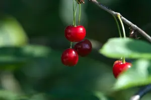 「蔓越莓，让你更健康！」