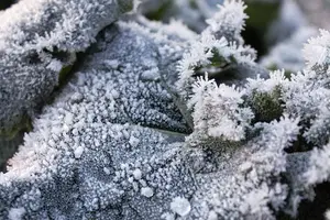 一疮痛苦难忍?找对药救治! 一疮痛苦难忍?找对药救治!