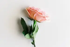 中药养生,茶水助消化 中药养生,茶水助消化