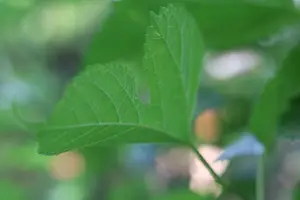 5种降火水果，让你快乐过夏！