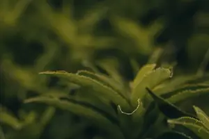一杯碧螺春,健康饮品,滋养身体,提高免疫力! 一杯碧螺春,健康饮品,滋养身体,提高免疫力!