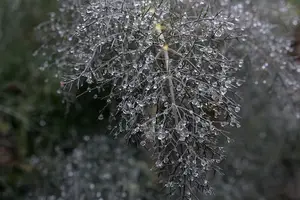 解决消化问题，小茴香来帮忙！