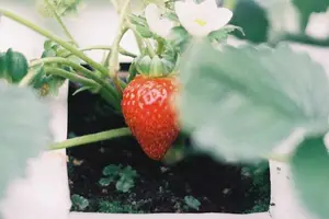 调理贫血,体验健康生活! 调理贫血,体验健康生活!