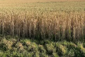 谷芽,营养无限,保健疗效神奇! 谷芽,营养无限,保健疗效神奇!