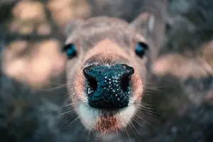 轻松瘦鼻,尝试隆鼻精油! 轻松瘦鼻,尝试隆鼻精油!