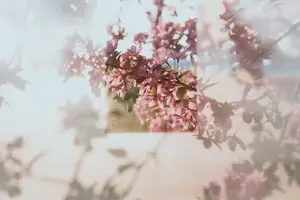 迎接夏日,槐花的神奇功效让你爱不释手! 迎接夏日,槐花的神奇功效让你爱不释手!