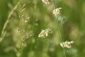 重磅揭露：霉菌传播真相，做好防范迎接健康生活！