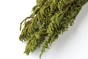 阳不虚痿不再,枸杞疗效赞不绝! 阳不虚痿不再,枸杞疗效赞不绝!
