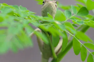 阳性自测怎么办？专家教你处理！