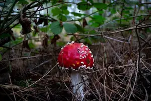 雪梨银耳汤，清肺润喉，养颜润肤。