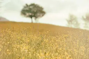 青春永驻，溪黄草伴您健康