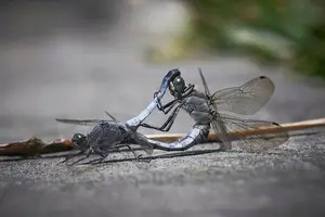 顶几下让你的体验更完美，揭秘男人为什么要这样做！