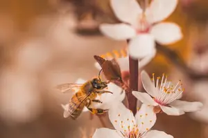 食毒解救，立即喝它解毒！