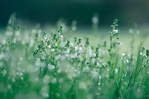 香甜可口合欢花蜜，让你的健康生活更美好