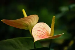 告别牙龈疼痛！医生教你有效缓解方法