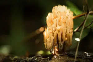 土茯苓：健康生活的必备良药。