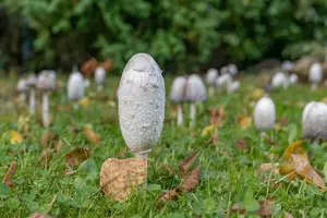 揭秘碱性磷酸酶偏低的真相，预防更要及时！