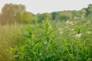 揭秘仙鹤草：神奇功效，惊人作用！