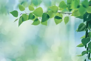 吃出健康心 轻松预防心脏病