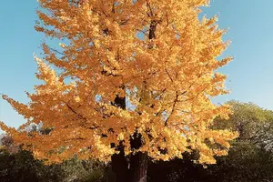 告别乙肝大三阳，极致治疗方案揭秘！