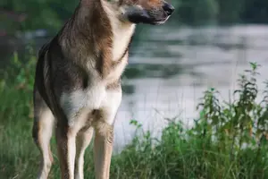 健康无忧，10种免打狂犬疫苗情况揭秘！